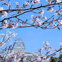 サクラ,ソメイヨシノ,さくら サクラ 桜,姫路城♪,国宝姫路城の画像