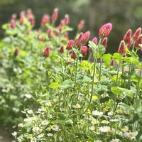 ストロベリーキャンドル,ノースポール,プランター,いやされる,やっぱり花が好き♡の画像