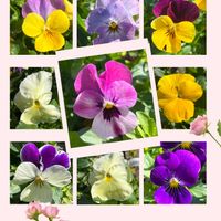 ガザニア,ガザニア,キンギョソウ,キンギョソウ,ペチュニアの画像