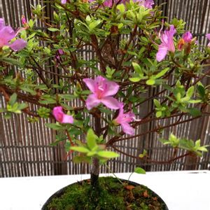 ツツジ,ミニ盆栽,２０２０年５月同期,多様性を愛する会,ベランダの画像
