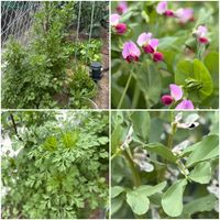 パクチー,たらの芽,ソラマメ,エンドウマメ,ワケギの画像