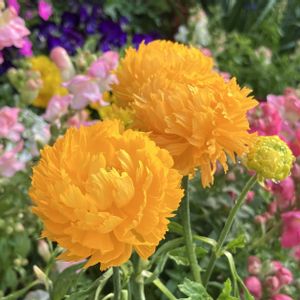 ビタミンカラー,#ガーデニング,エクステリアの画像