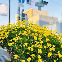 ユリオプスデージー,レンギョウ,公園,花壇,今日のお花の画像