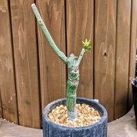 アデニア・グラウカ,多肉植物,塊根植物,成長記録,コーデックスの画像