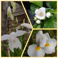 シラン,アイリス,サンザシ,白花 紫蘭,花壇の花の画像