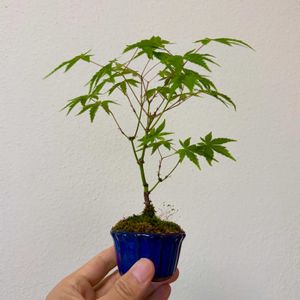 イロハモミジ,イロハモミジ,盆栽,実生,小品盆栽の画像