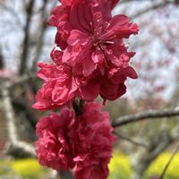 ハナモモ,ハナモモ,レンギョウ,レンギョウ,菜の花の画像