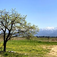 柿の木,シモクレン(紫木蓮),たんぽぽ,散歩にて,立山連峰の画像