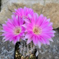 サボテン,花サボテン,サボテンの花,さぼてんの花の画像