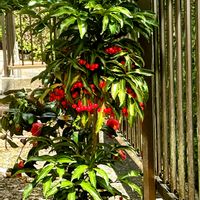 マンリョウ,通り道のマンションのフェンスの中に,昨日の散歩道での画像