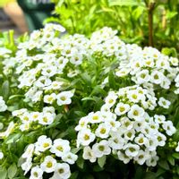 スイートアリッサム ,花のある暮らし,緑のある暮らしの画像