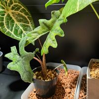 アロカシア,アロカシア　ジャックリン,観葉植物,温室の画像