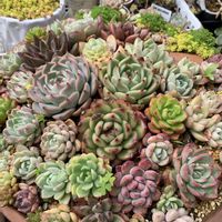 オーロラ,姫朧月,多肉植物の寄せ植え,パープルへイズ,多肉植物の画像