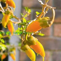 ソフォラ　リトルベイビー,ソフォラリトルベイビー,オニタビラコ （鬼田平子),実生,マメ科の画像