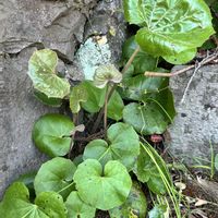 ツワブキ,神社,花のある暮らし,お家で園芸,お出かけ先の画像