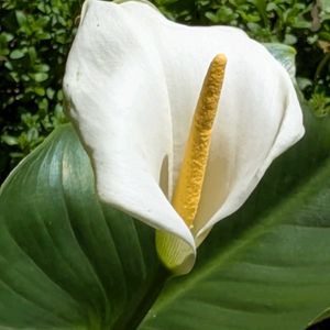 生け垣,植木鉢,吊り鉢,花いろいろ,バラと夢CLUBの画像