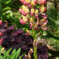 ルピナス,ルピナスの画像