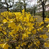レンギョウ,モクセイ科,黄色いお花大好き協会の画像