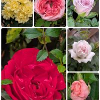 クリスマスローズ,クレマチス,クレマチス,クロユリ,マツムシソウの画像