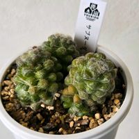 アナカンプセロス属,アナカンプセロス属,サブヌーダ,アナカンプセロス　サブヌーダ,多肉植物の画像