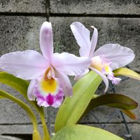 カトレア,レリア  アンセプス,洋ラン,蘭の底無し沼の画像