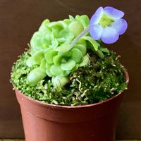 ムシトリスミレ,食虫植物,庭の画像