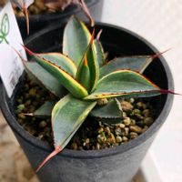 アガベ,アガベペローナ,覆輪斑バーント•バーガンディ,多肉植物,多肉多肉多肉の画像