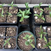 とうがらし,ナス,ピーマン,育苗,家庭菜園の画像