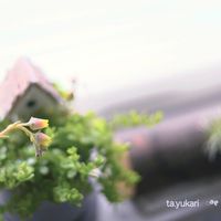多肉植物,今日の１枚の画像