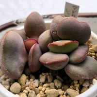 アドロミスクス属,アドロミスクス属,レッドエッグ,多肉植物,アドロミスクスの画像