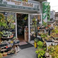 多肉植物,ウラボシ科,ビカクシダ属,食中植物,塊根の画像