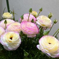 アジュガ,シュウメイギク,ユキノシタ,ラナンキュラス,ルビーネックレスの画像