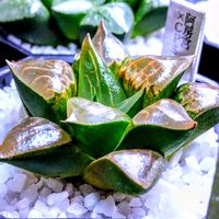 ハオルチア,多肉植物,ハオルチア属,多肉大好き,多肉とみどりのマルシェの画像