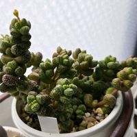 クラッスラ 属,紅珊瑚,多肉植物,クラッスラ属,クラッスラの画像