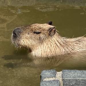 かのたろう