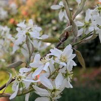 ジューンベリー,ジューンベリー,ガーデニング,満開,綺麗の画像