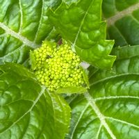 黄モッコウバラ,紫陽花　万華鏡,あじさい ポップコーン,花芽,紫陽花 アジサイ あじさいの画像