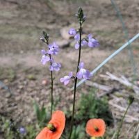 ポピー,マツバウンランの画像