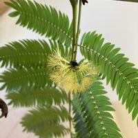 レンギョウ,レンギョウ,レンギョウ,エバー・フレッシュ,マメ科の画像