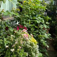 ハナニラ,アジサイ,クレマチス,バラ,ワイヤープランツの画像