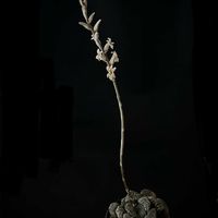 マツ,モルドール,モルドール,多肉植物,ハオルチア属の画像