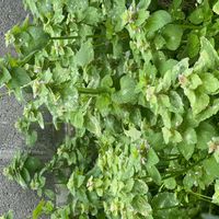 クレソンの画像