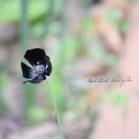 ポピー,アイリス,デルフィニウム,ポピー ブラックマジック,花のある暮らしの画像