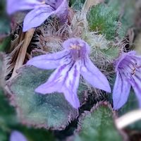 キランソウ,山野草,薬草,花のある生活,紫色の花の画像