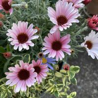 ローダンセマム　プリマリア,かわいいな♡,花のある暮らし,おうち園芸,花咲く乙女たち♡の画像