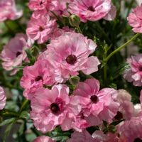 ラナンキュラス　ラックス,ラナンキュラスラックス　ヘラ,ラナンキュラスラックス　ディオニュソス,花のある暮らし,おうち園芸の画像