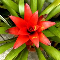 グズマニアの画像