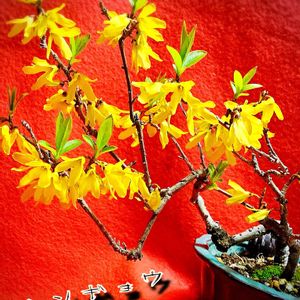 レンギョウ,連翹（レンギョウ）,盆栽,小品盆栽,お庭の植物の画像