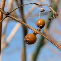 ヘクソカズラ,ヘクソカズラ,・・・の実,・・・の実,花のある暮らしの画像