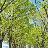 欅並木,欅並木,花のある暮らし,お散歩写真,新緑の季節の画像